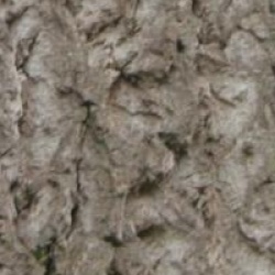 Liriodendron tulipifera 