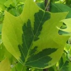 Liriodendron tulipifera 'Aureomarginatum'