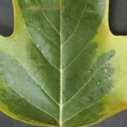 Liriodendron tulipifera 'Aureomarginatum' - Tulipier de Virginie panach�