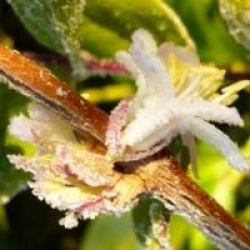 Ch�vrefeuille d'hiver