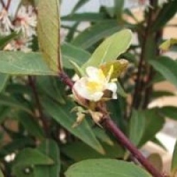 Lonicera fragrantissima 
