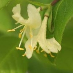 Lonicera fragrantissima 