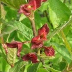 Lonicera involucrata var. ledebourii