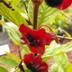 Lonicera involucrata var. ledebourii