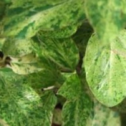 Lonicera japonica 'Mint Crisp' - Ch�vrefeuille Mint Crisp