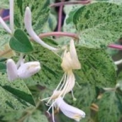 Lonicera japonica 'Mint Crisp'