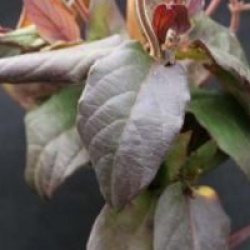 Lonicera japonica 'Chinensis' - Ch�vrefeuille de Chine