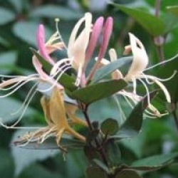 Lonicera japonica 'Chinensis'