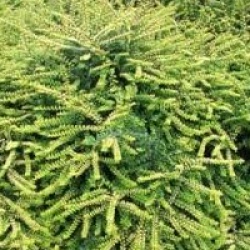 Ch�vrefeuille arbustif dor�