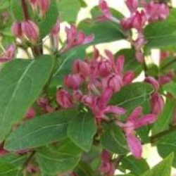 Ch�vrefeuille arbustif Red Tips