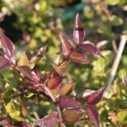 Lonicera nitida 'Red Tips'