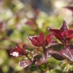 Lonicera nitida 'Red Tips'