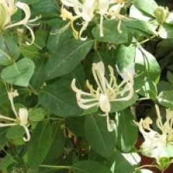 Lonicea 'Caprilia Cream'