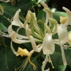 Lonicea 'Caprilia Cream'