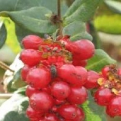 Lonicea 'Caprilia Cream'