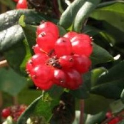 Lonicea 'Caprilia Cream'