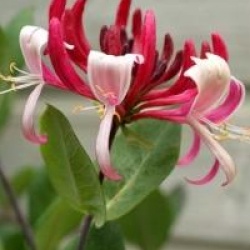 Lonicera Caprilia � Imperial 'Inov86' cov 