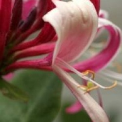 Lonicera Caprilia � Imperial 'Inov86' cov 