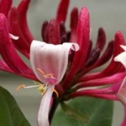 Lonicera Caprilia � Imperial 'Inov86' cov  - Ch�vrefeuille Imp�rial