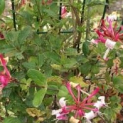 Lonicera periclymenum 'Serotina'