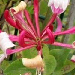 Ch�vrefeuille Serotina