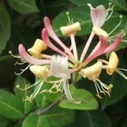 Lonicera periclymenum 'Serotina'