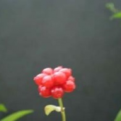 Lonicera periclymenum 'Serotina'