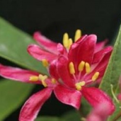 Lonicera tatarica 'Hack's Red' - Ch�vrefeuille de Tatarie rouge