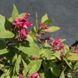 Lonicera tatarica 'Hack's Red'
