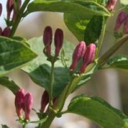 Lonicera tatarica 'Hack's Red'