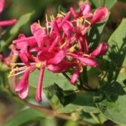 Lonicera tatarica 'Hack's Red'
