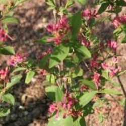 Lonicera tatarica 'Hack's Red'