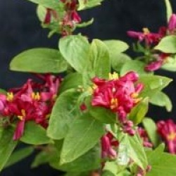 Lonicera tatarica 'Arnold Red'
