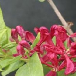 Lonicera tatarica 'Arnold Red'