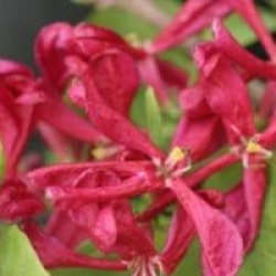 Lonicera tatarica 'Arnold Red'