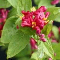 Lonicera tatarica 'Arnold Red' - Ch�vrefeuille de Tatarie Arnold Red