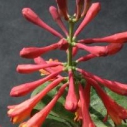Lonicera x brownii 'Dropmore Scarlet' - Ch�vrefeuille Dropmore Scarlet