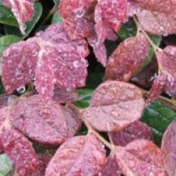 Loropetallum � fleurs roses