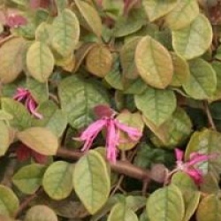 Loropetallum chinense 'Ming Dynasty'