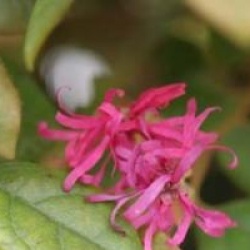 Loropetallum chinense 'Ming Dynasty'