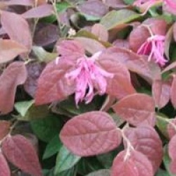 Loropetallum chinense 'Ming Dynasty'