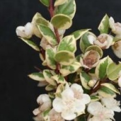 Luma apiculata 'Glamleam Gold' - Myrte panach�