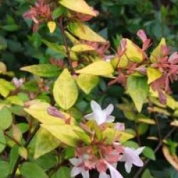 Abelia x grandiflora 'Francis Masson'