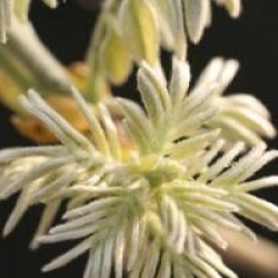 Maackia amurensis  - Maackie de l'amour