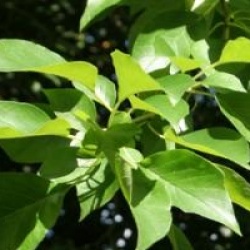 Maclura pomifera - Oranger des Osages