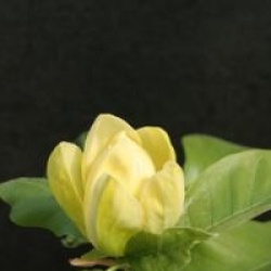 Magnolia acuminata