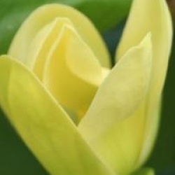 Magnolia � fleurs jaunes