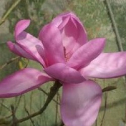 Magnolia Caerhays New Purple