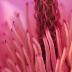 Magnolia 'Caerhays New Purple'