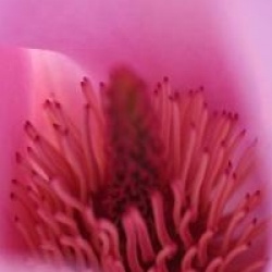 Magnolia 'Caerhays New Purple'